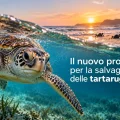 salvaguardia delle tartarughe marine